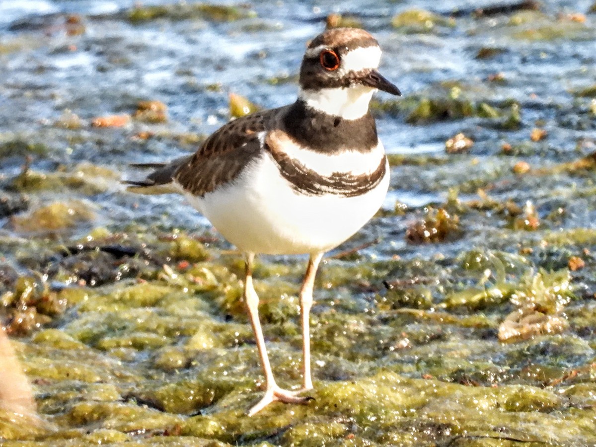 Killdeer - ML632771197