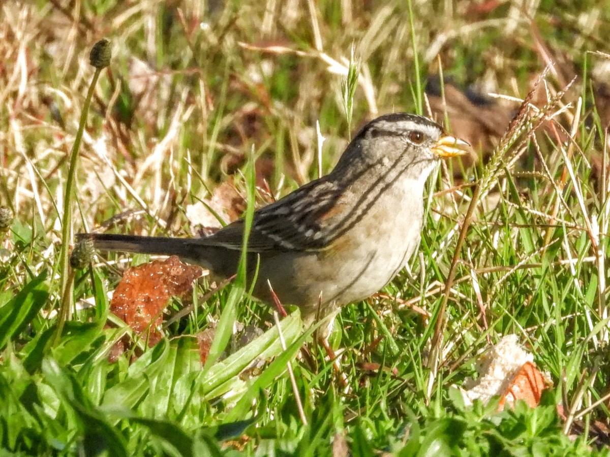 White-crowned Sparrow - ML632771221