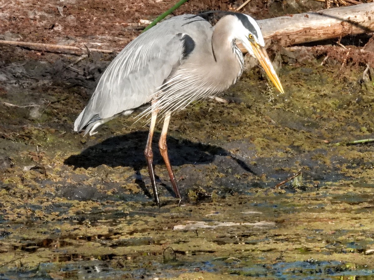 Great Blue Heron - ML632771246