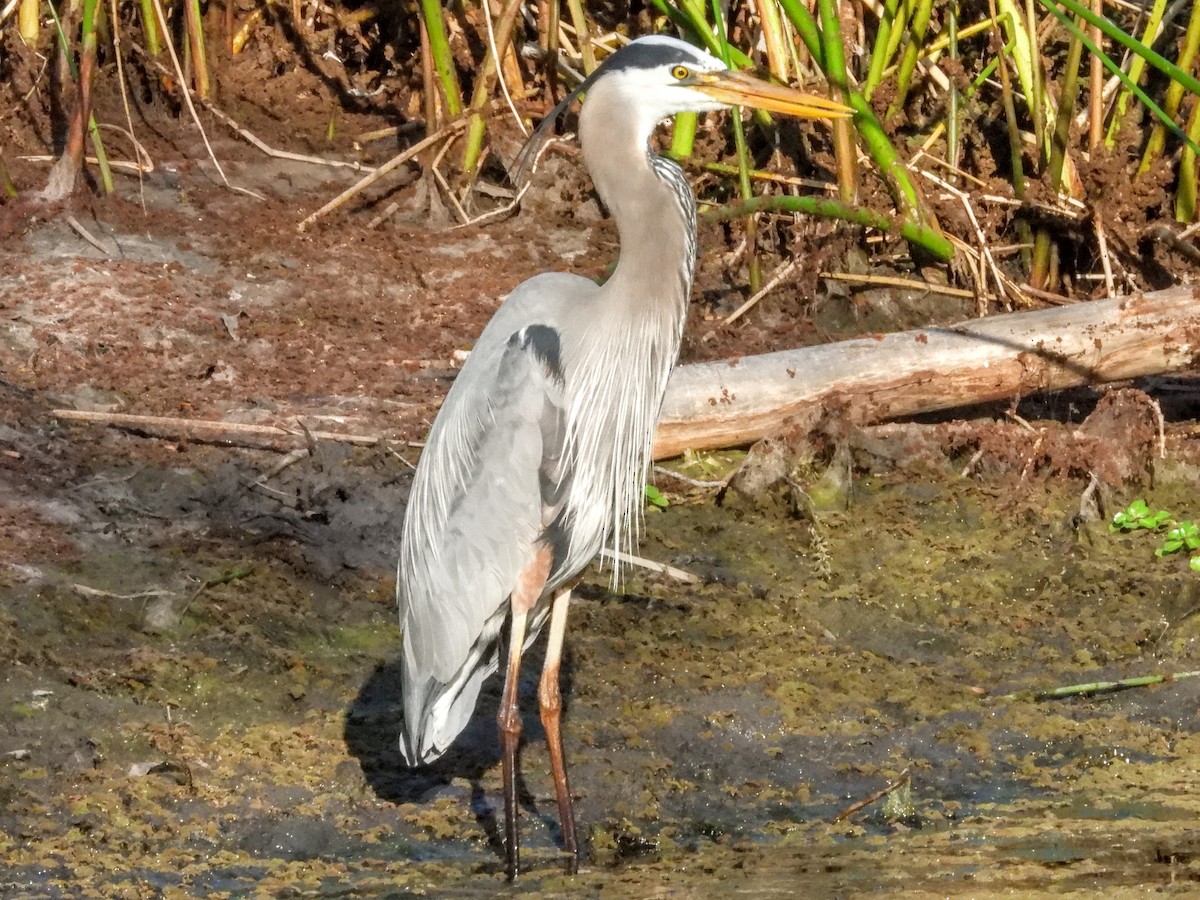 Great Blue Heron - ML632771247