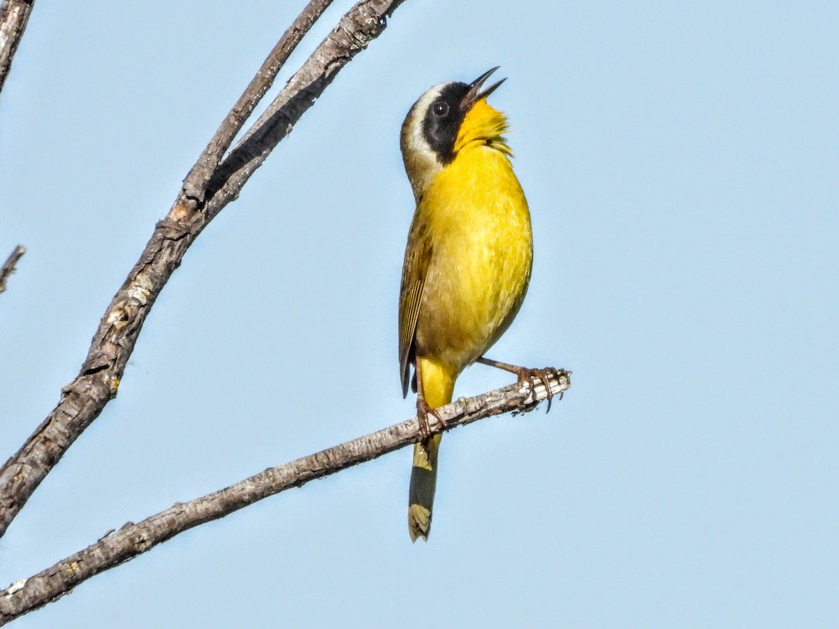 Common Yellowthroat - ML632771274