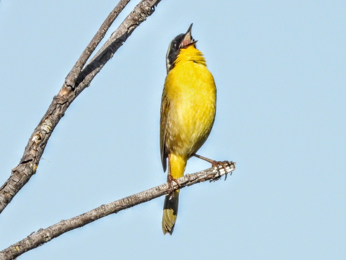 Common Yellowthroat - ML632771275