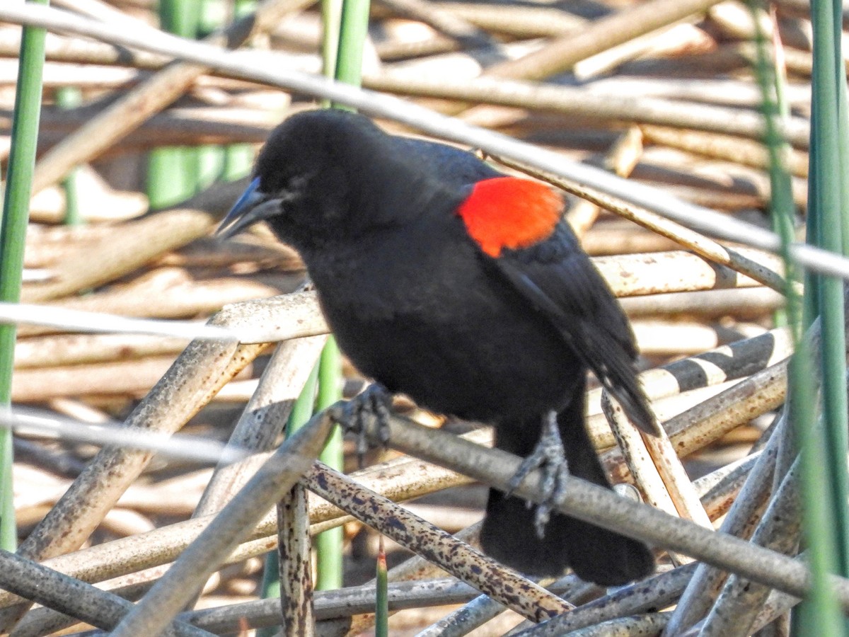 Red-winged Blackbird - ML632771287