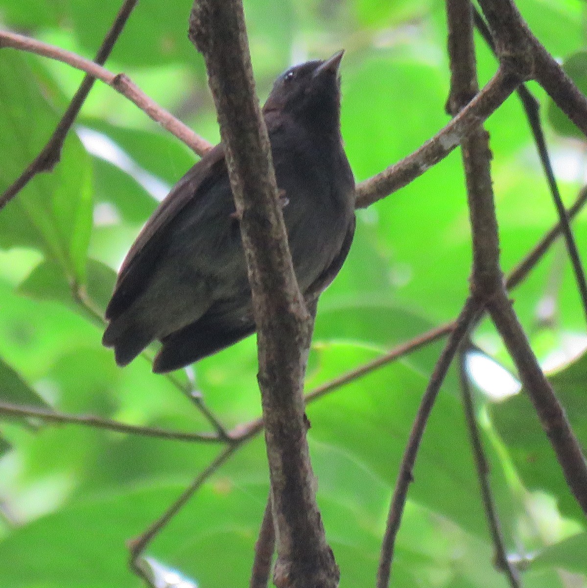 Blue-capped Manakin - ML632771295