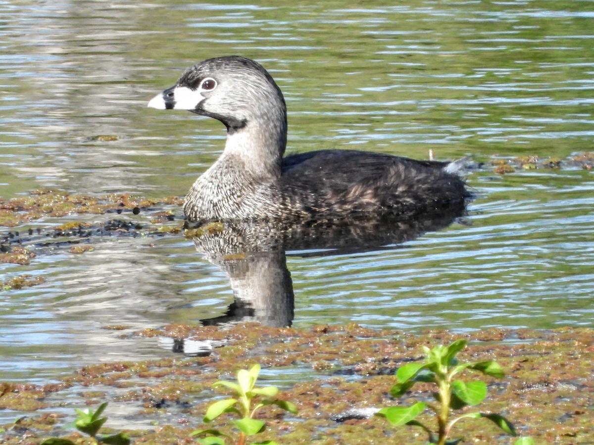 Pied-billed Grebe - ML632771301