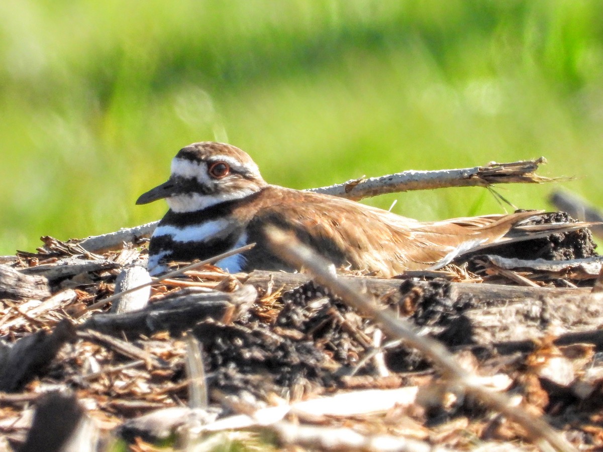 Killdeer - ML632771346