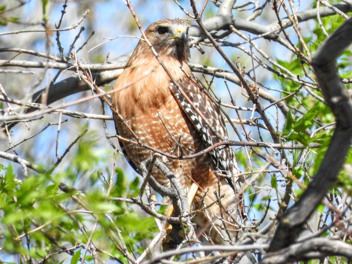 Red-shouldered Hawk - ML632771433