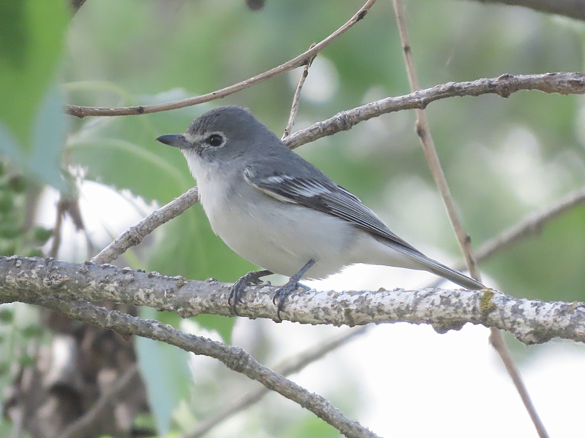 Plumbeous Vireo - ML632771470