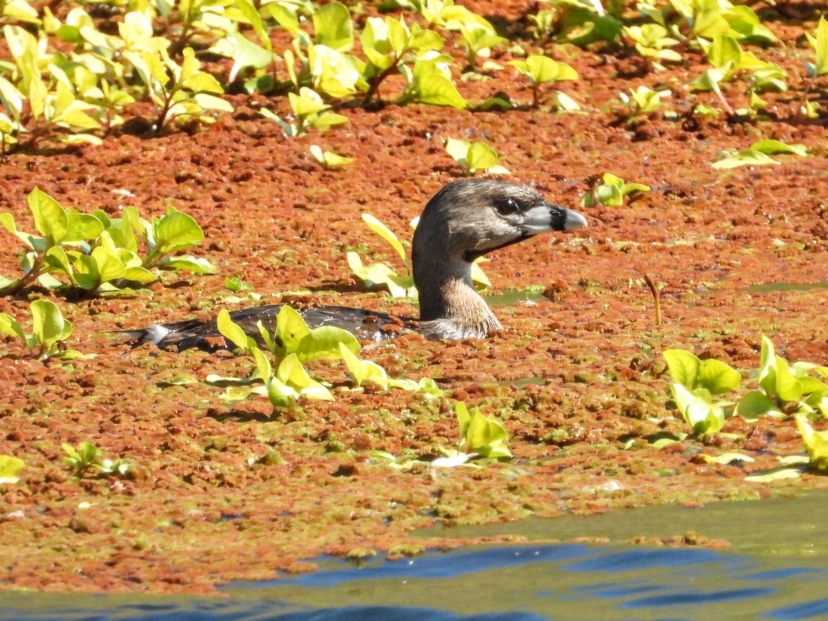 Pied-billed Grebe - ML632771472