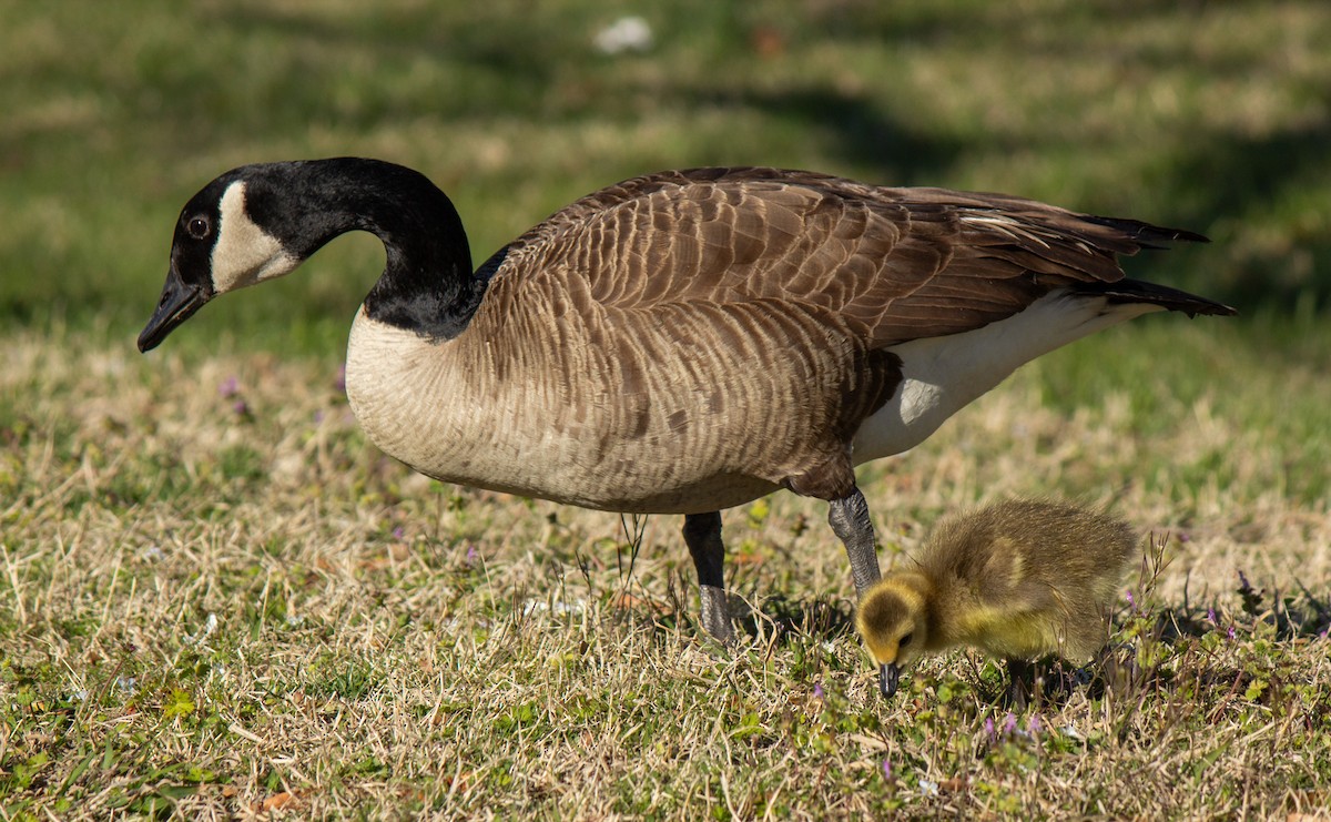 Canada Goose - ML632771648
