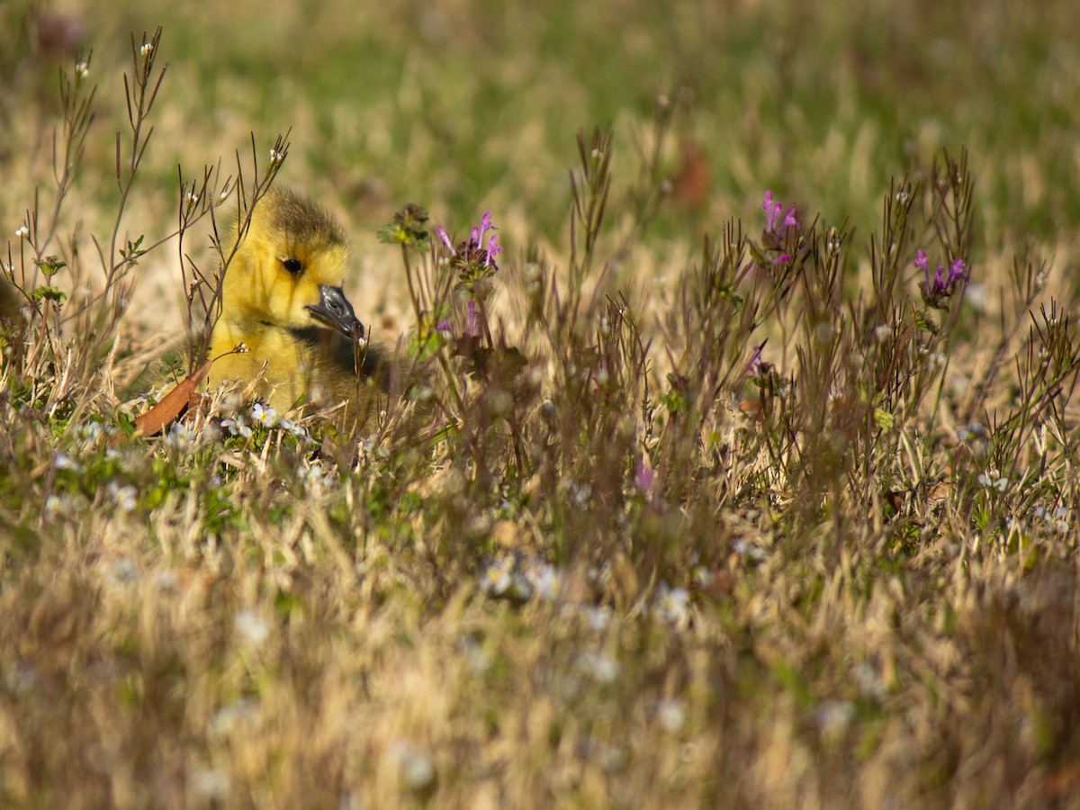 Canada Goose - ML632771653