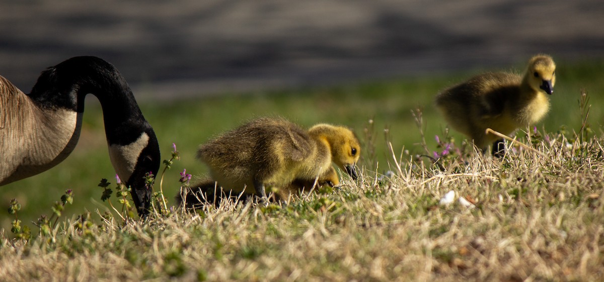 Canada Goose - ML632771654