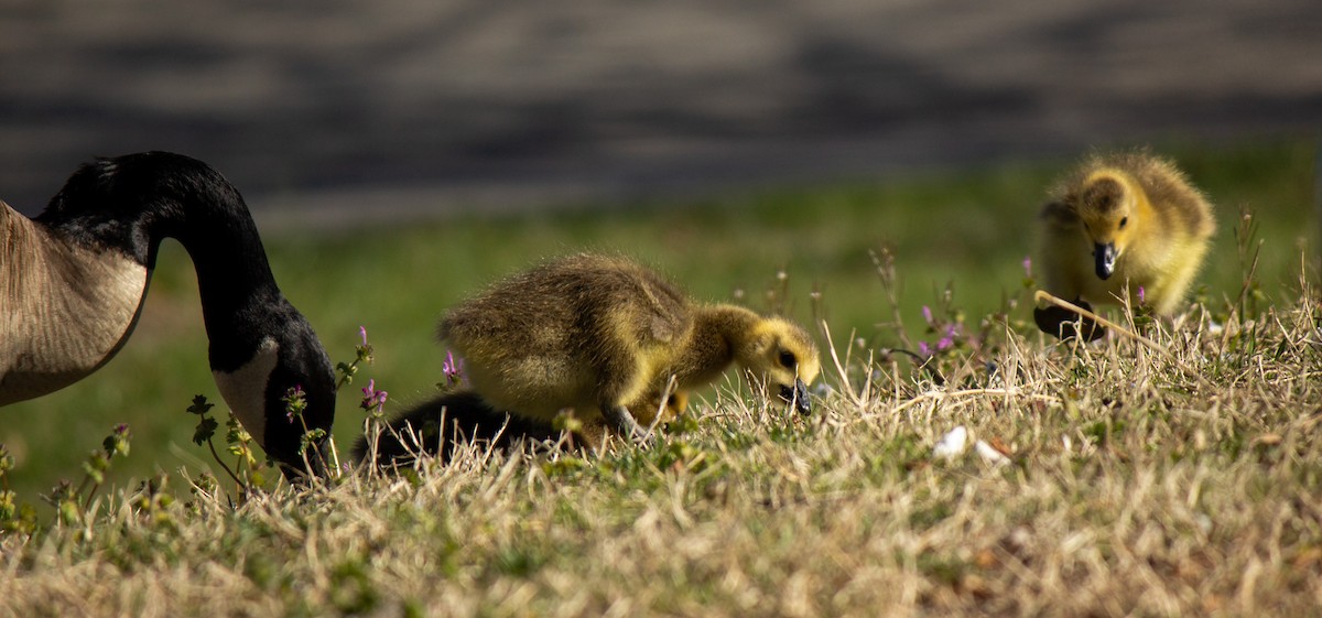 Canada Goose - ML632771655