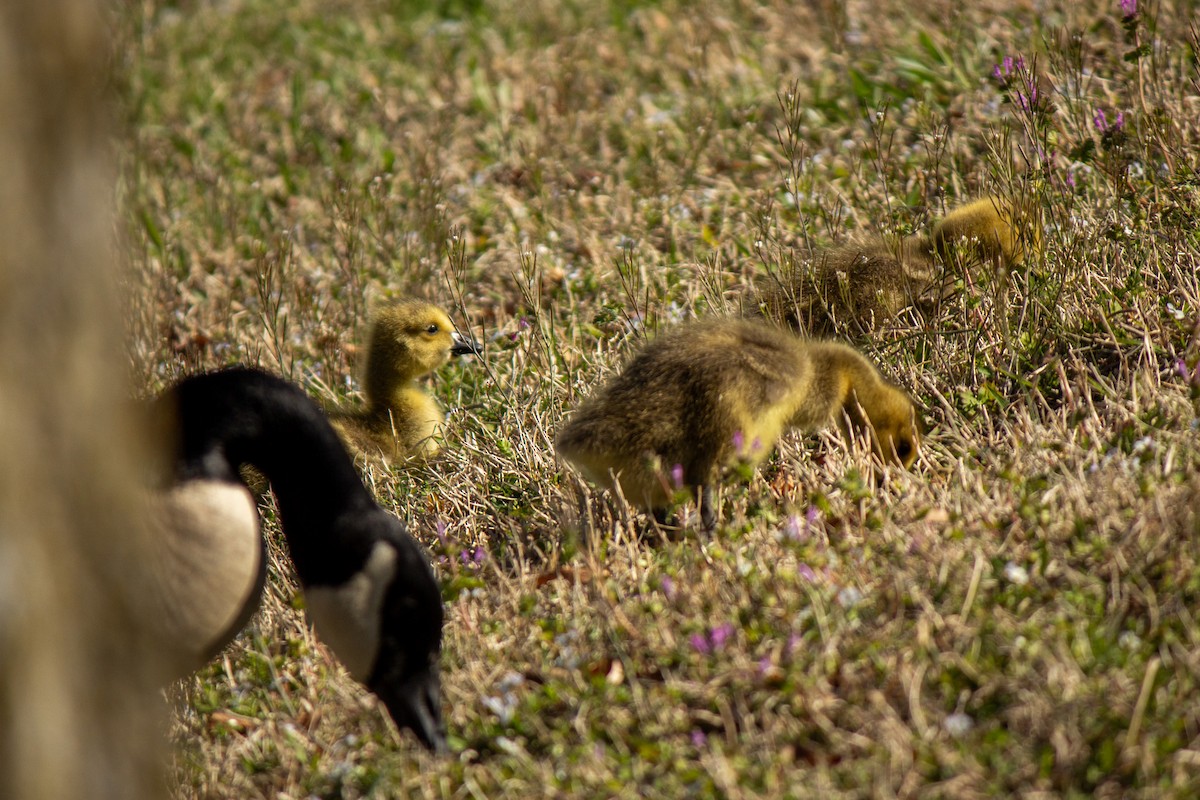 Canada Goose - ML632771656