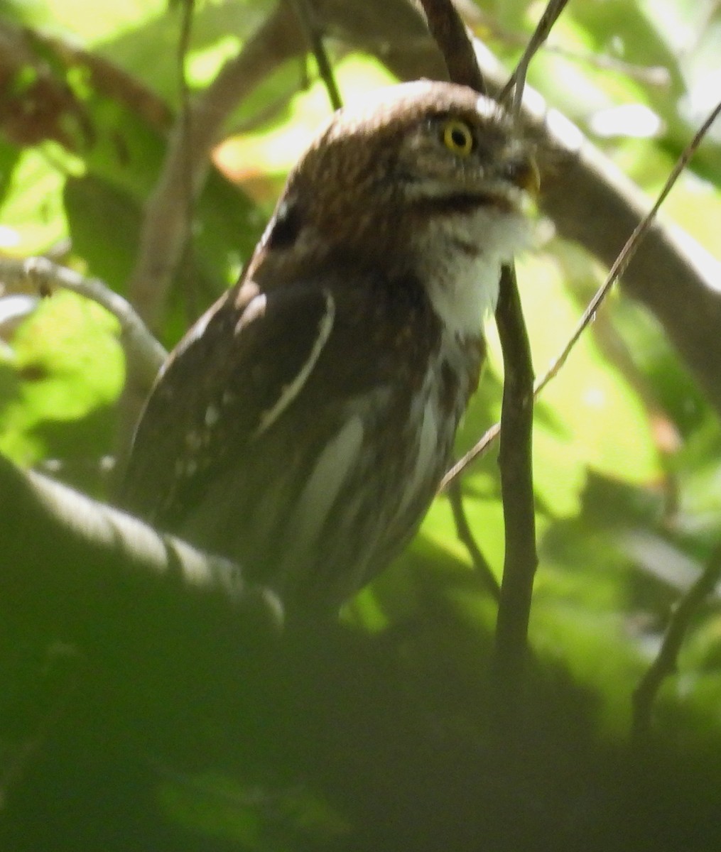 Ferruginous Pygmy-Owl - ML632771699