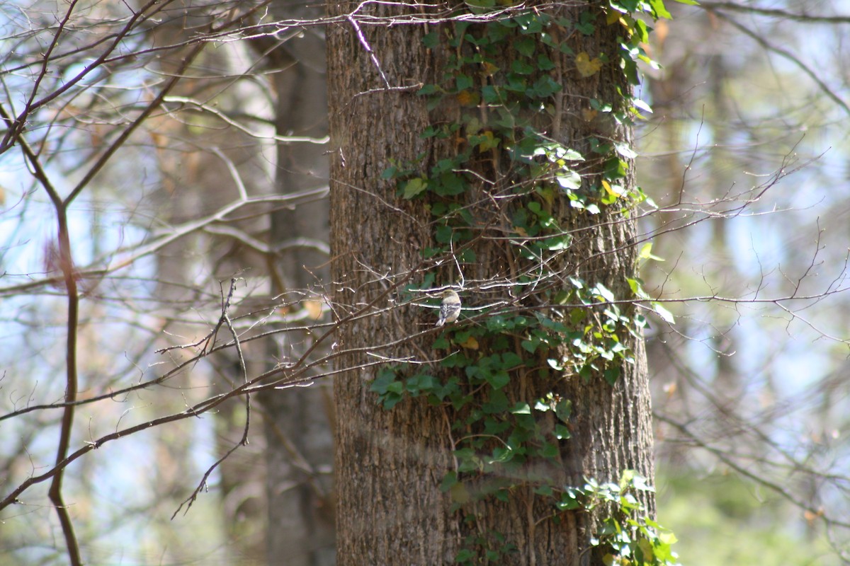Pine Warbler - ML632771731