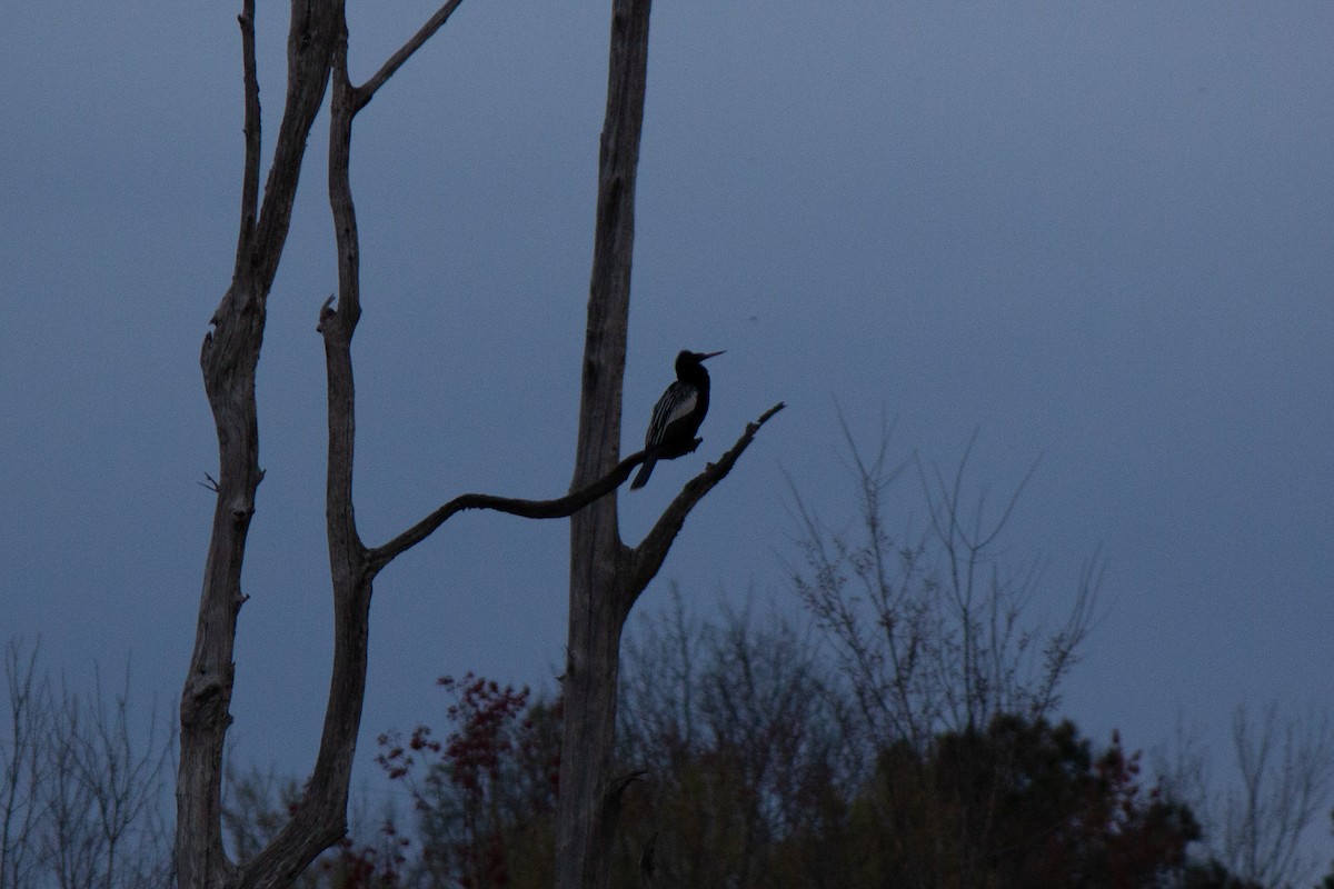 Anhinga - ML632771776