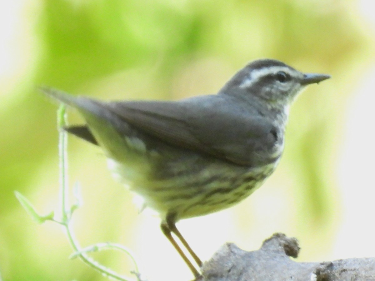 Northern Waterthrush - ML632771959