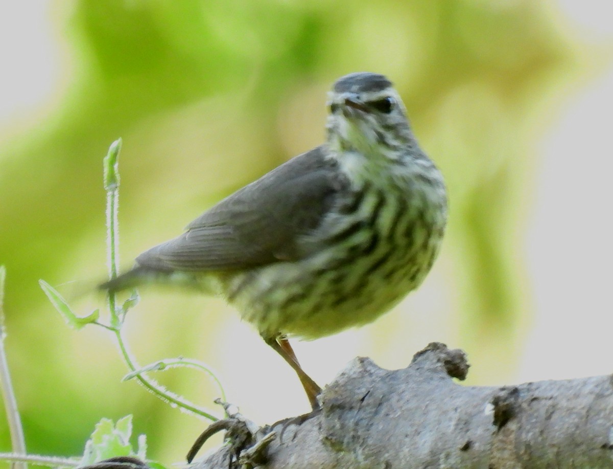 Northern Waterthrush - ML632771960