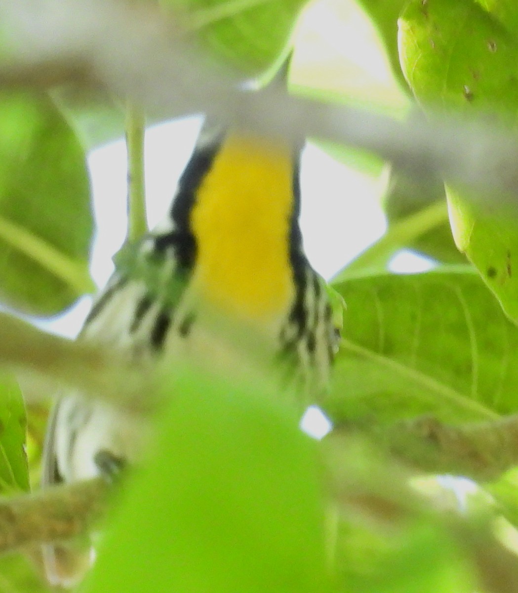 Yellow-throated Warbler - ML632772246
