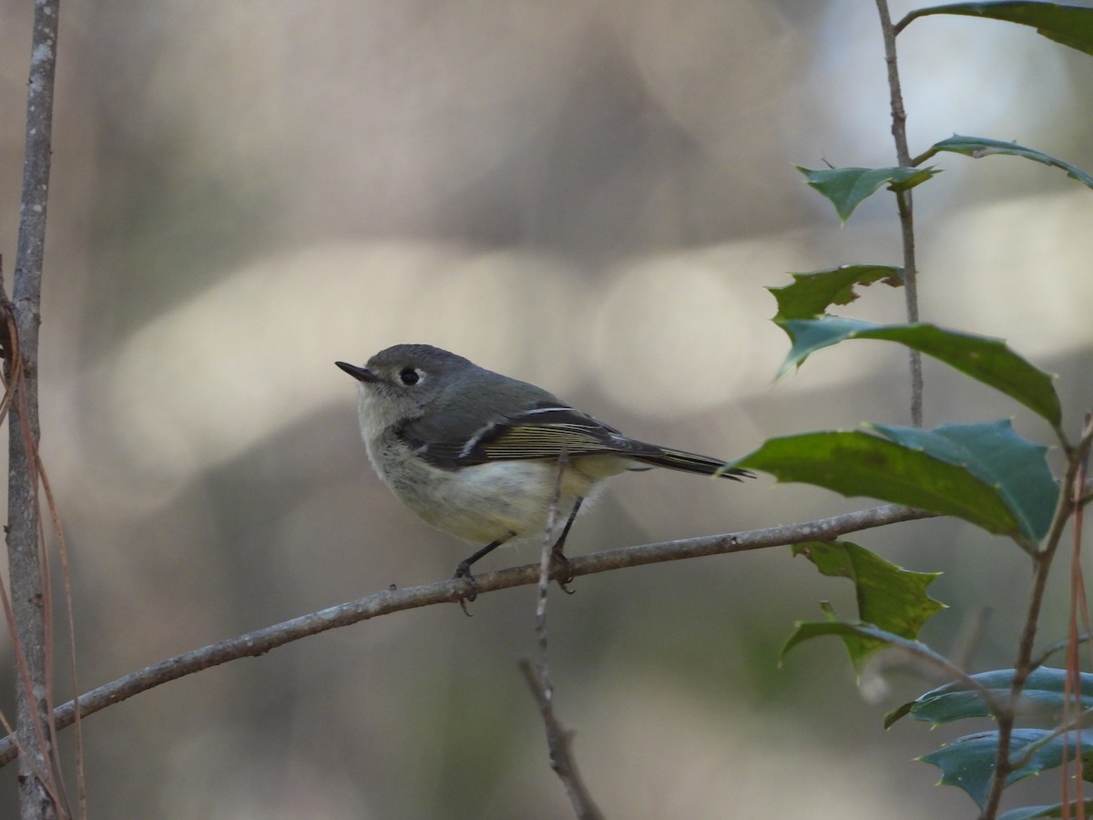 Ruby-crowned Kinglet - ML632772648