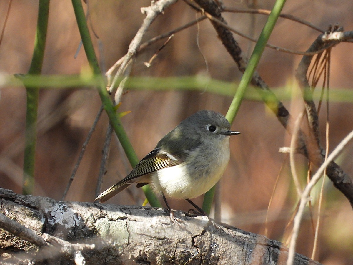 Ruby-crowned Kinglet - ML632772708