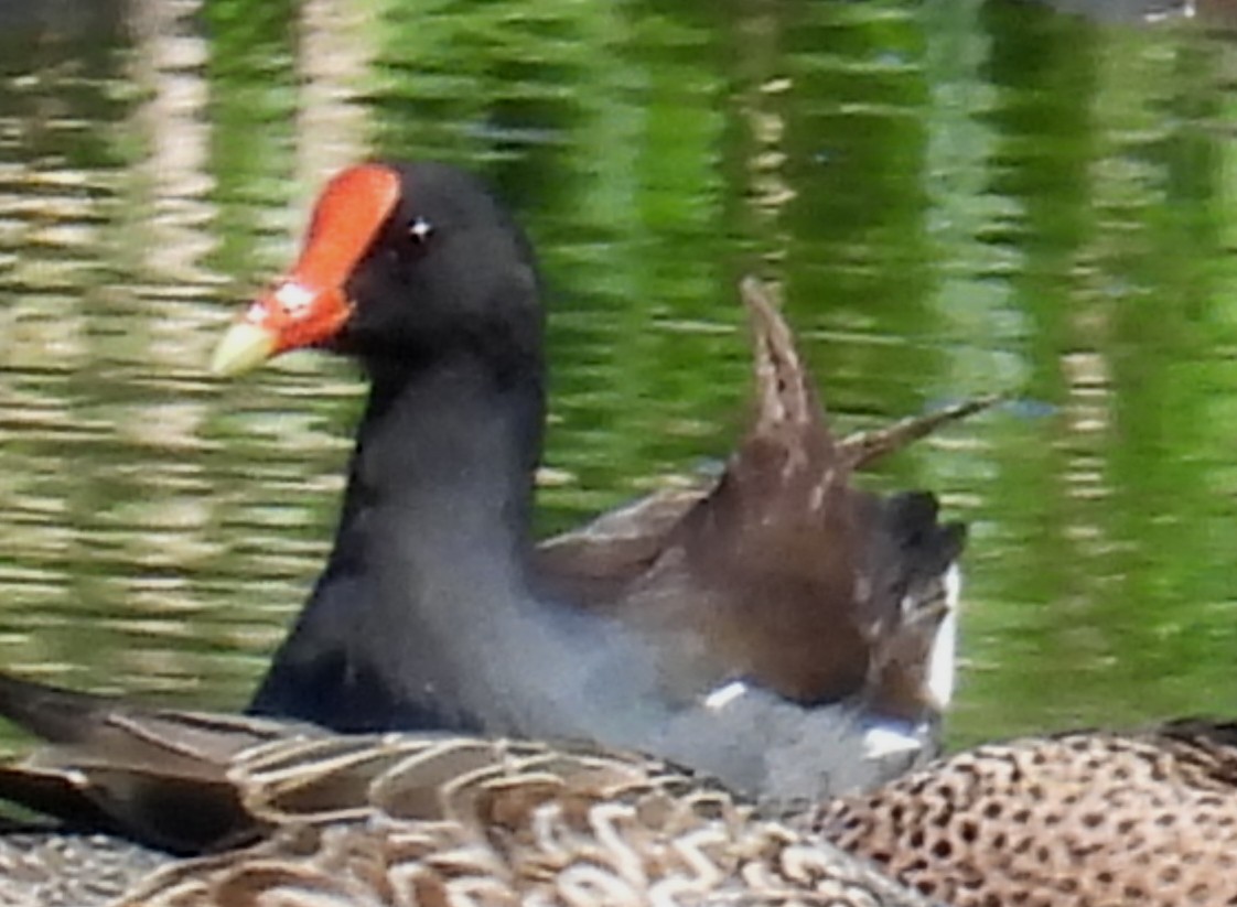 Common Gallinule - ML632772752