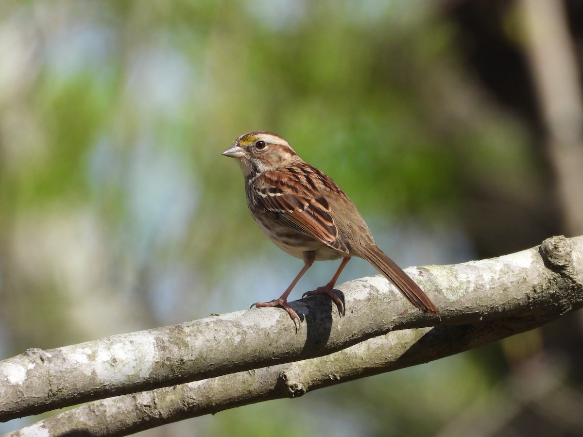 White-throated Sparrow - ML632772784