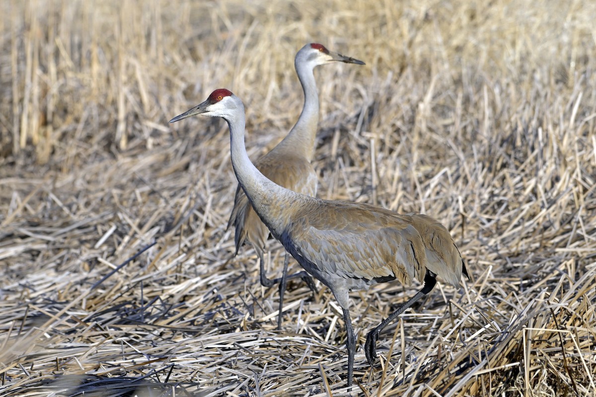 Sandhill Crane - ML632772791