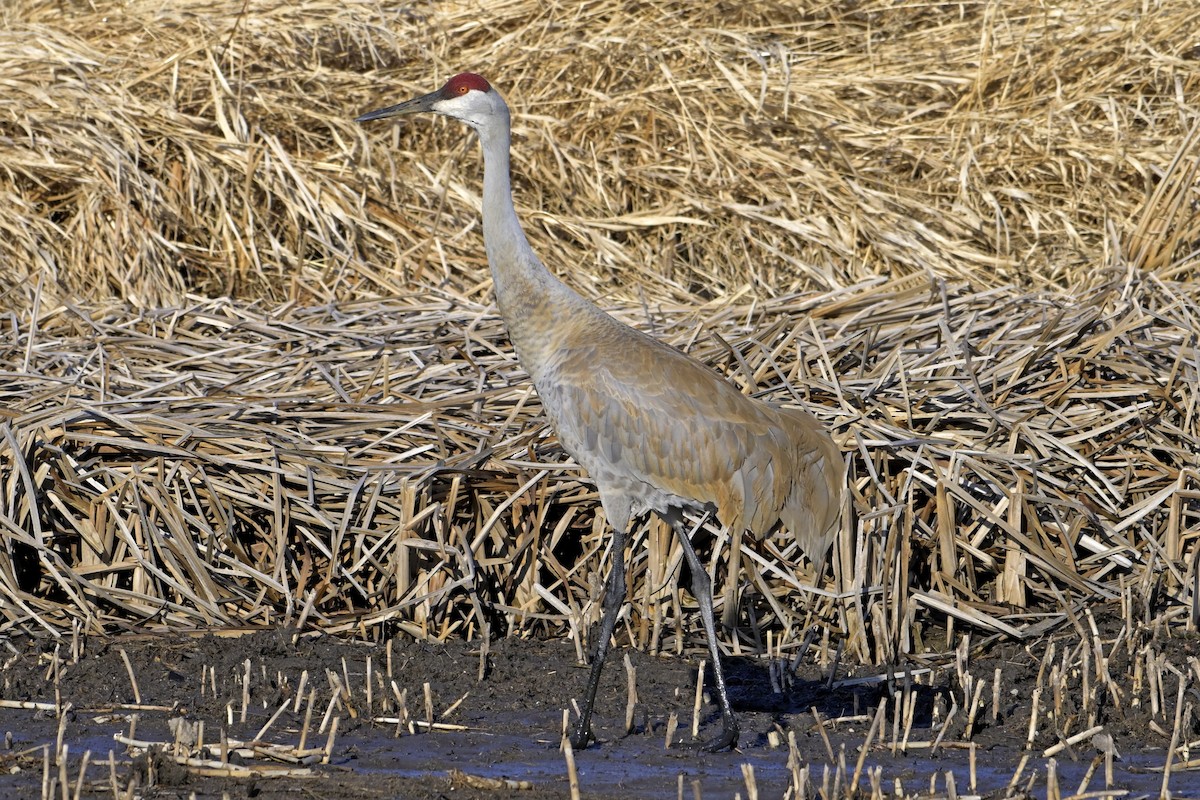 Sandhill Crane - ML632772796