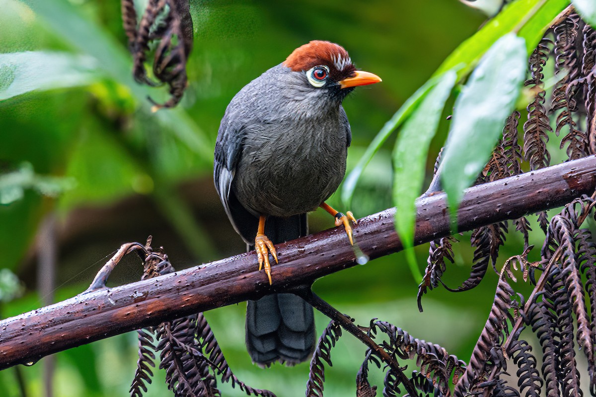 Chestnut-capped Laughingthrush - ML632772803