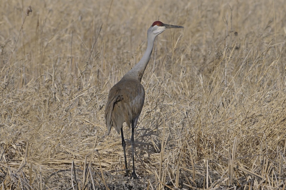 Sandhill Crane - ML632772804
