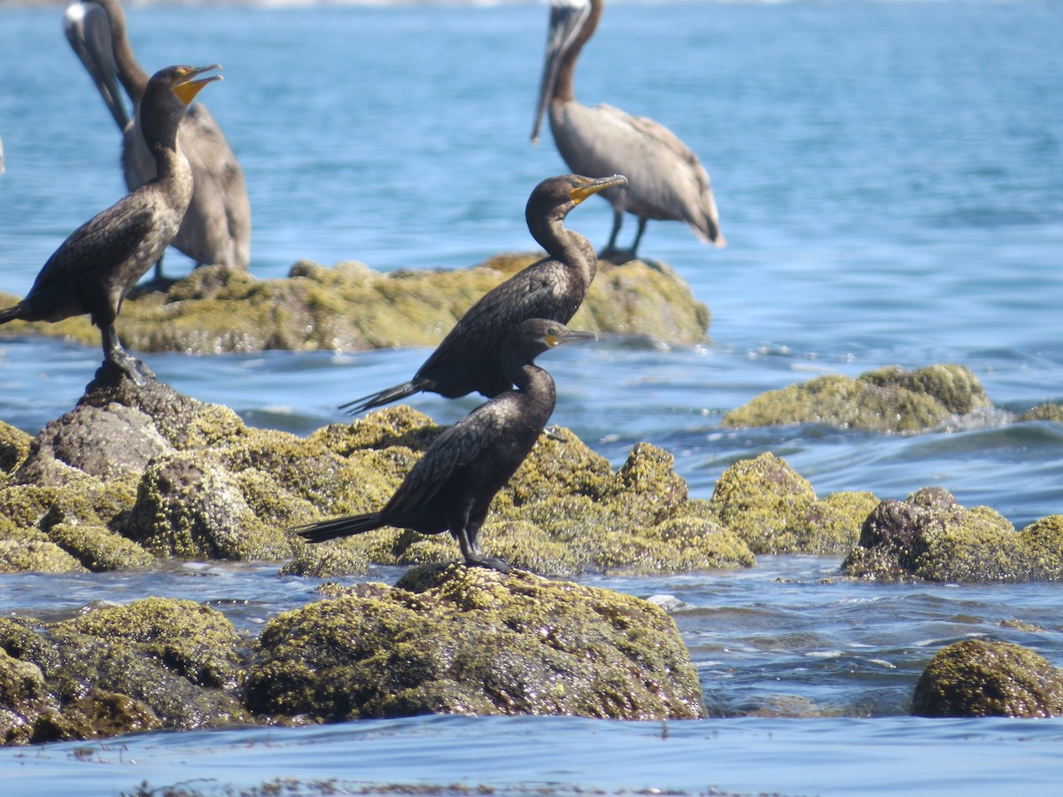 Neotropic Cormorant - ML632772830