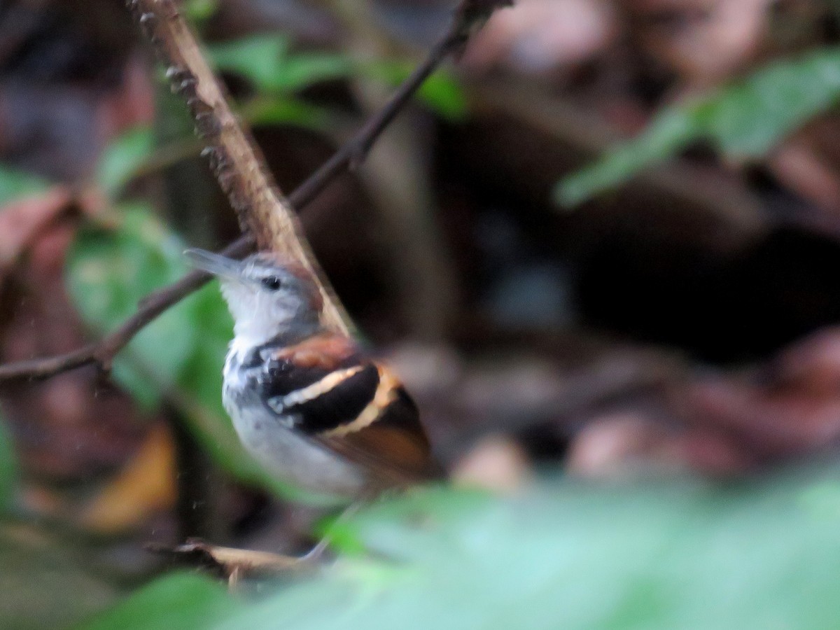 Banded Antbird - ML632772839