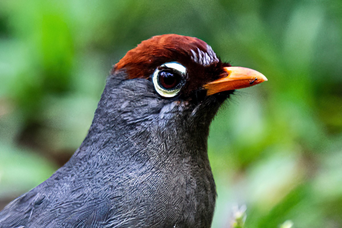 Chestnut-capped Laughingthrush - ML632772942