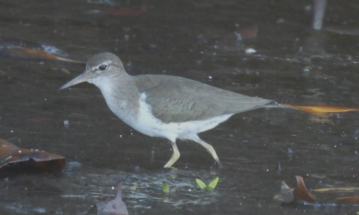 Spotted Sandpiper - ML632772952