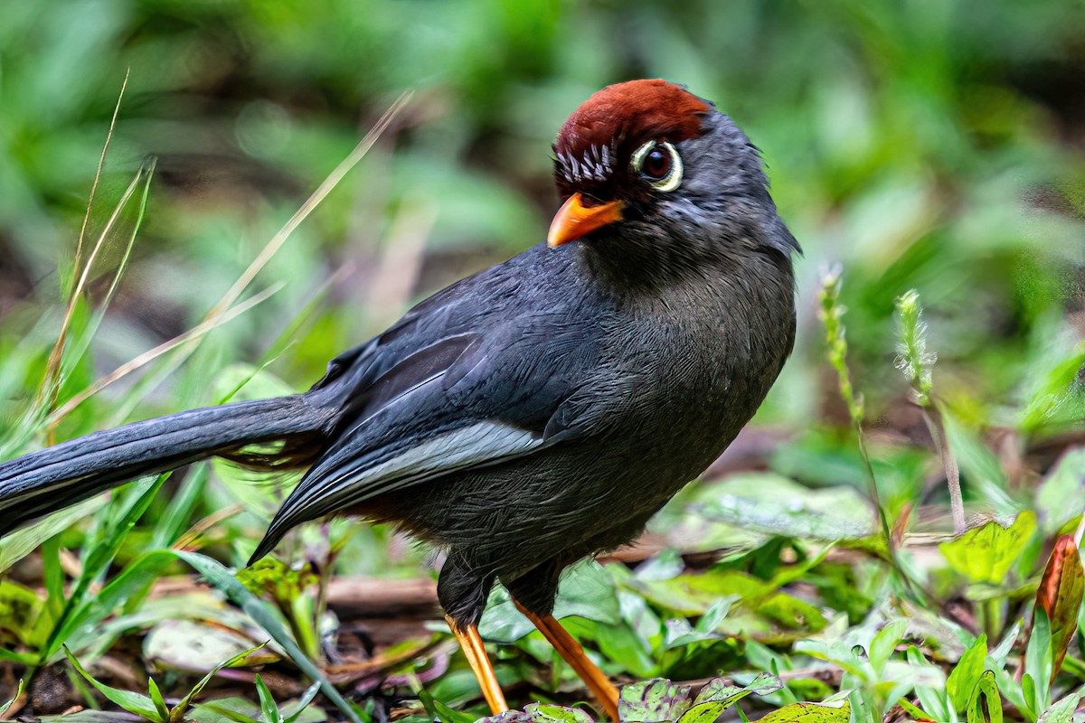Chestnut-capped Laughingthrush - ML632772954