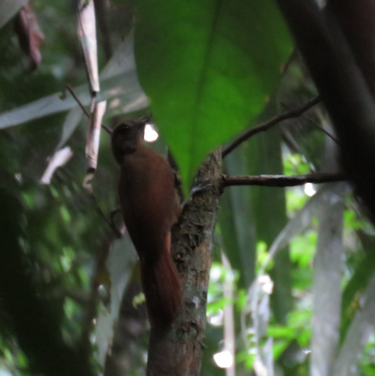 White-chinned Woodcreeper - ML632772957