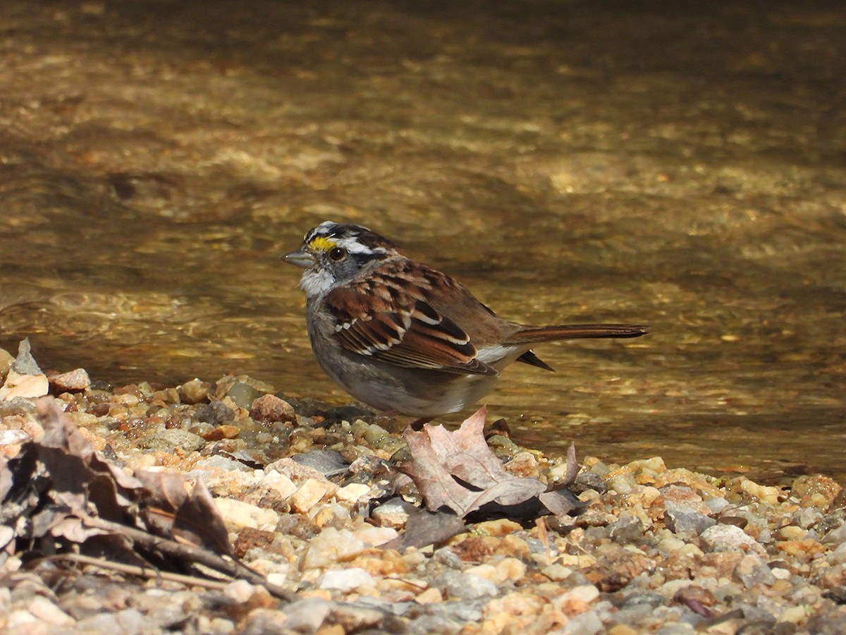 White-throated Sparrow - ML632773019