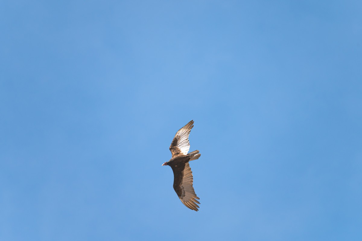 kalkunkondor - ML632773232