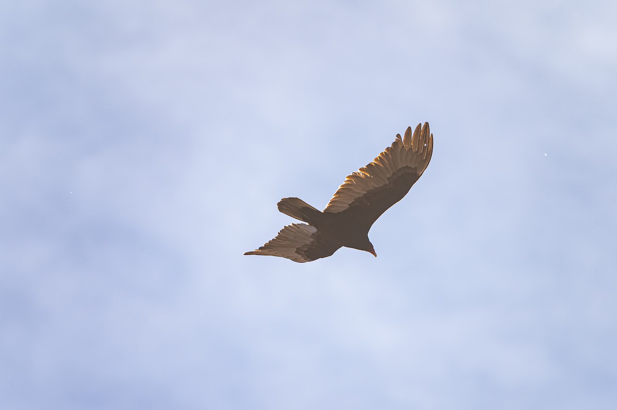 kalkunkondor - ML632773233