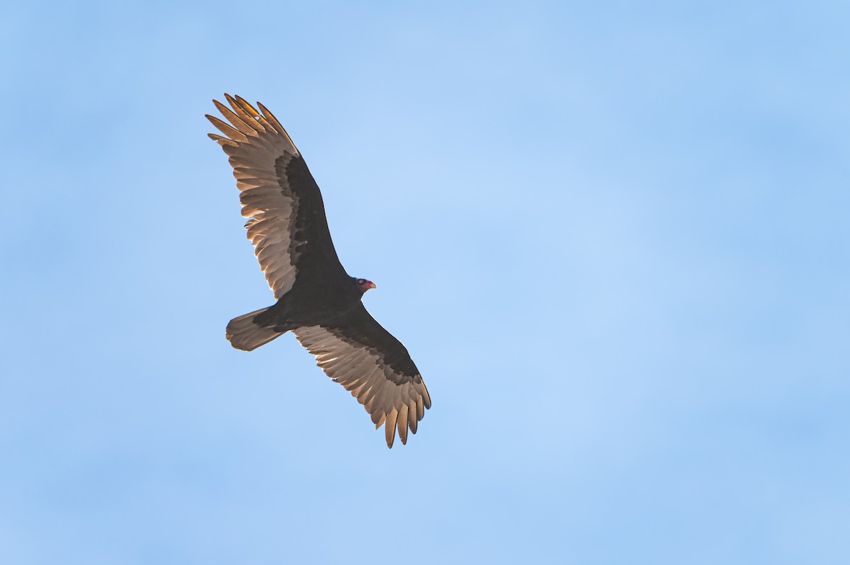 kalkunkondor - ML632773237