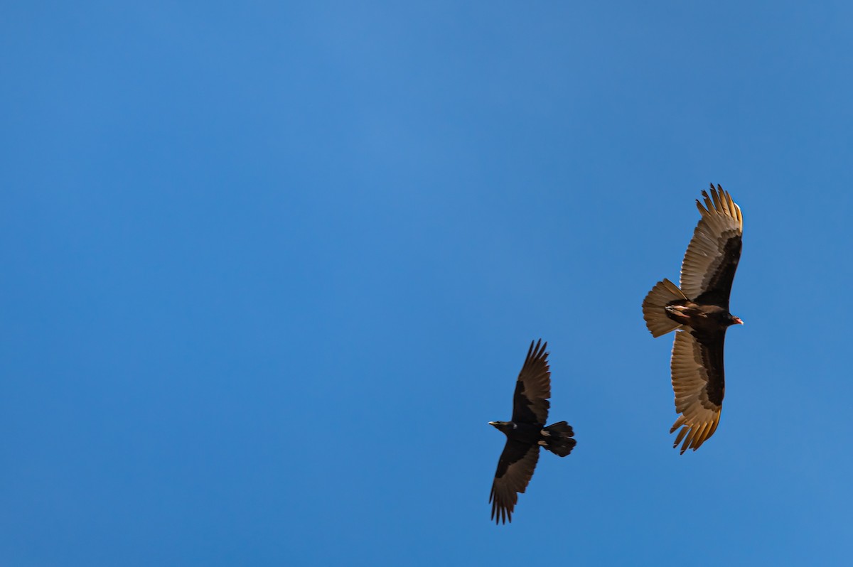 kalkunkondor - ML632773483