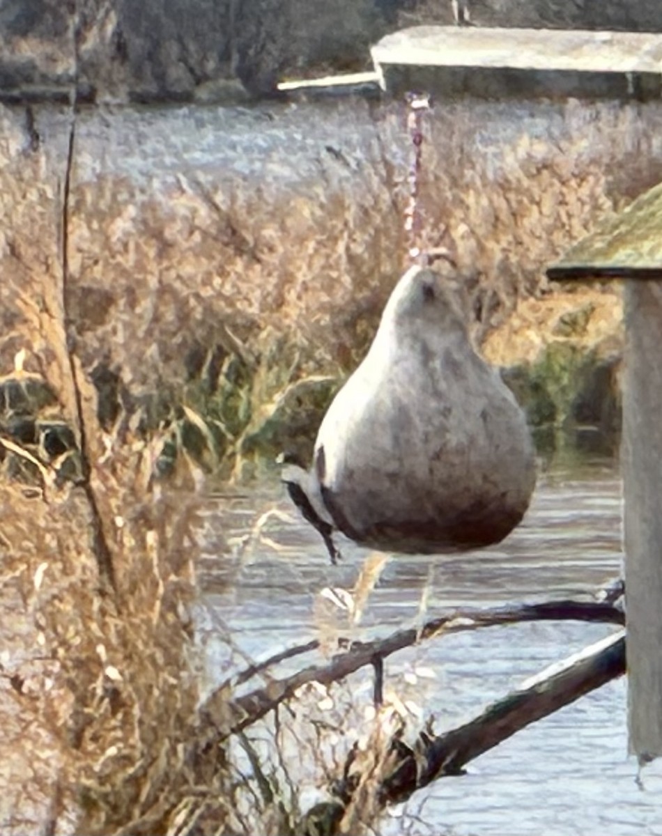 Hirondelle bicolore ou H. à face blanche - ML632773557