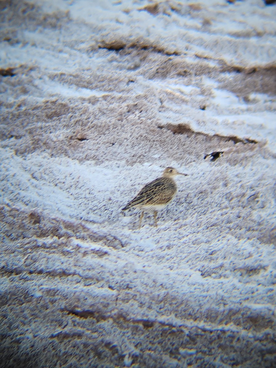 Upland Sandpiper - ML632773612