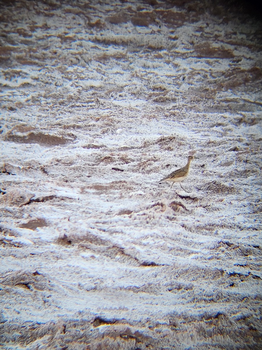 Upland Sandpiper - ML632773614