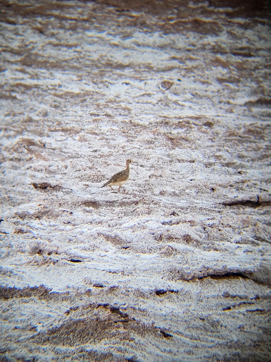 Upland Sandpiper - ML632773615