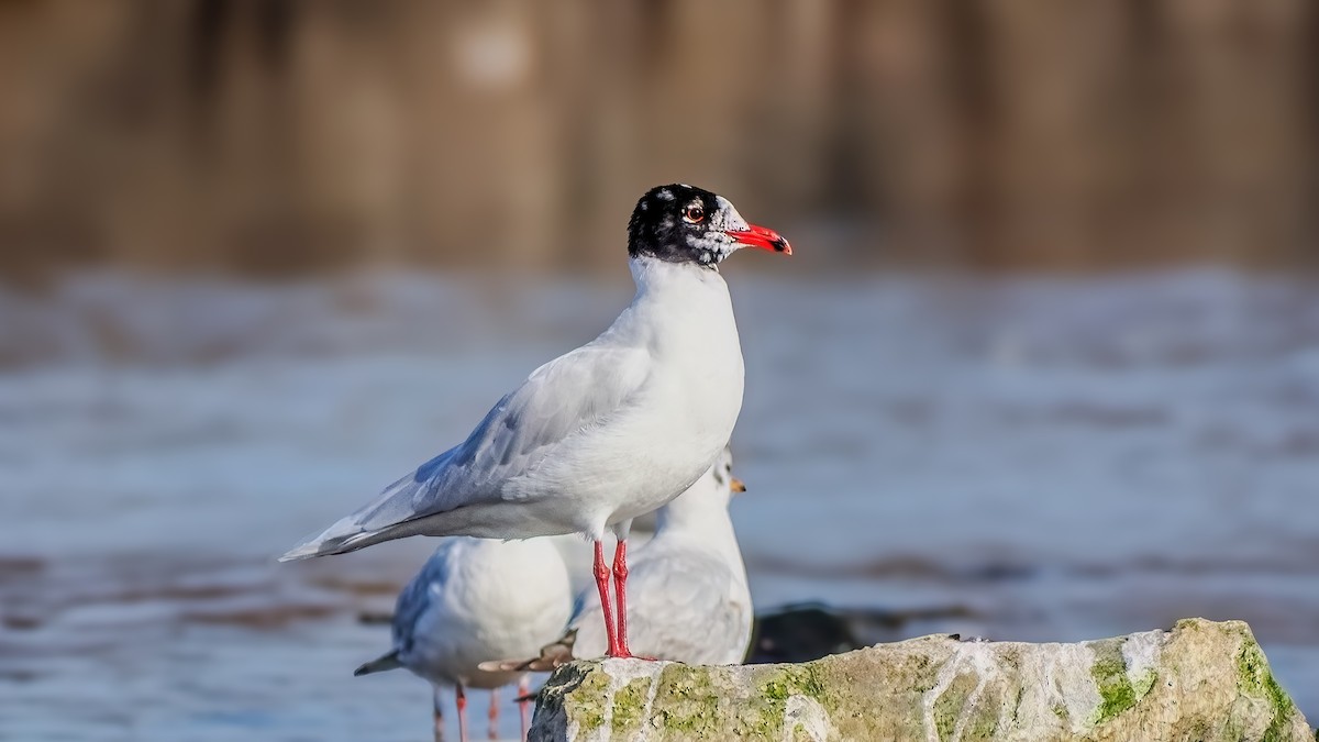Mediterranean Gull - ML632773660
