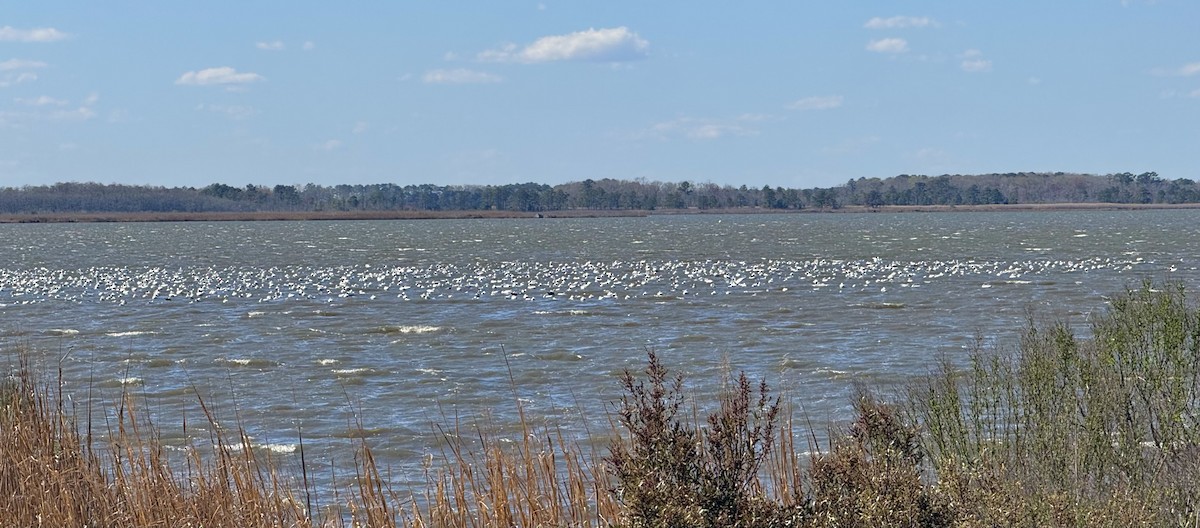 Snow Goose - ML632773671