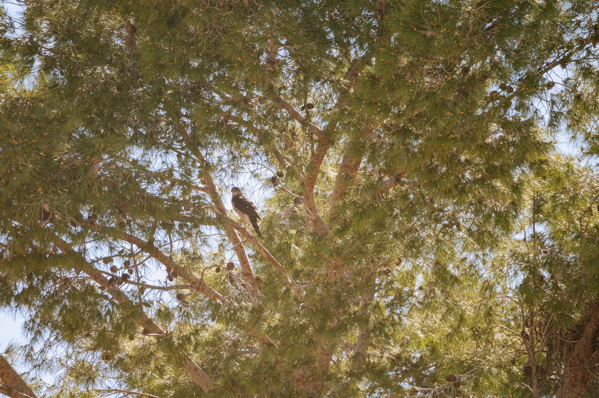 trostehauk - ML632773764